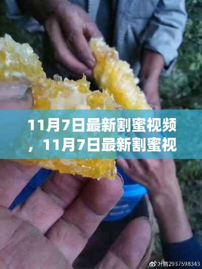 最新割蜜视频评测与介绍,全面解读,不容错过!