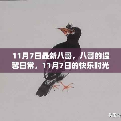 八哥的温馨日常,记录快乐时光,11月7日的快乐八哥纪实