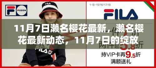 濑名樱花最新动态,11月7日的绽放与探索之旅