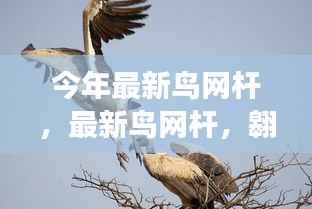 最新鸟网杆,翱翔知识海洋,开启梦想之旅