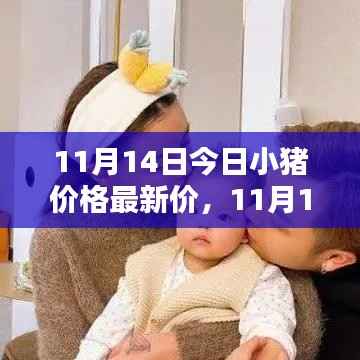 11月14日小猪价格最新行情分析与价格概览