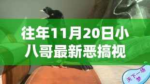 往年11月20日小八哥恶搞视频回顾与深度解析,精彩瞬间不容错过