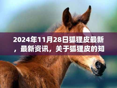 2024年11月28日狐狸皮最新资讯与知识动态