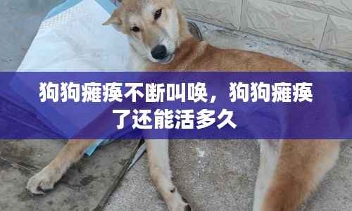 狗狗瘫痪不断叫唤,狗狗瘫痪了还能活多久