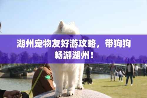湖州宠物友好游攻略,带狗狗畅游湖州!