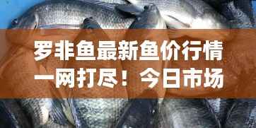 罗非鱼最新鱼价行情一网打尽！今日市场走势揭秘