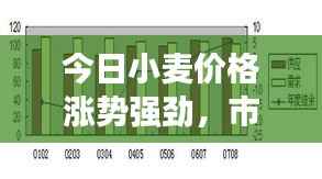 今日小麦价格涨势强劲，市场走势分析！