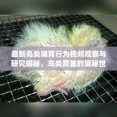最新鸟类哺育行为视频观察与研究揭秘，鸟类育雏的奥秘世界